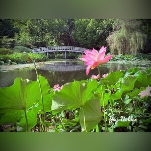Pink Lotus Pond Wall Art Print 8x10